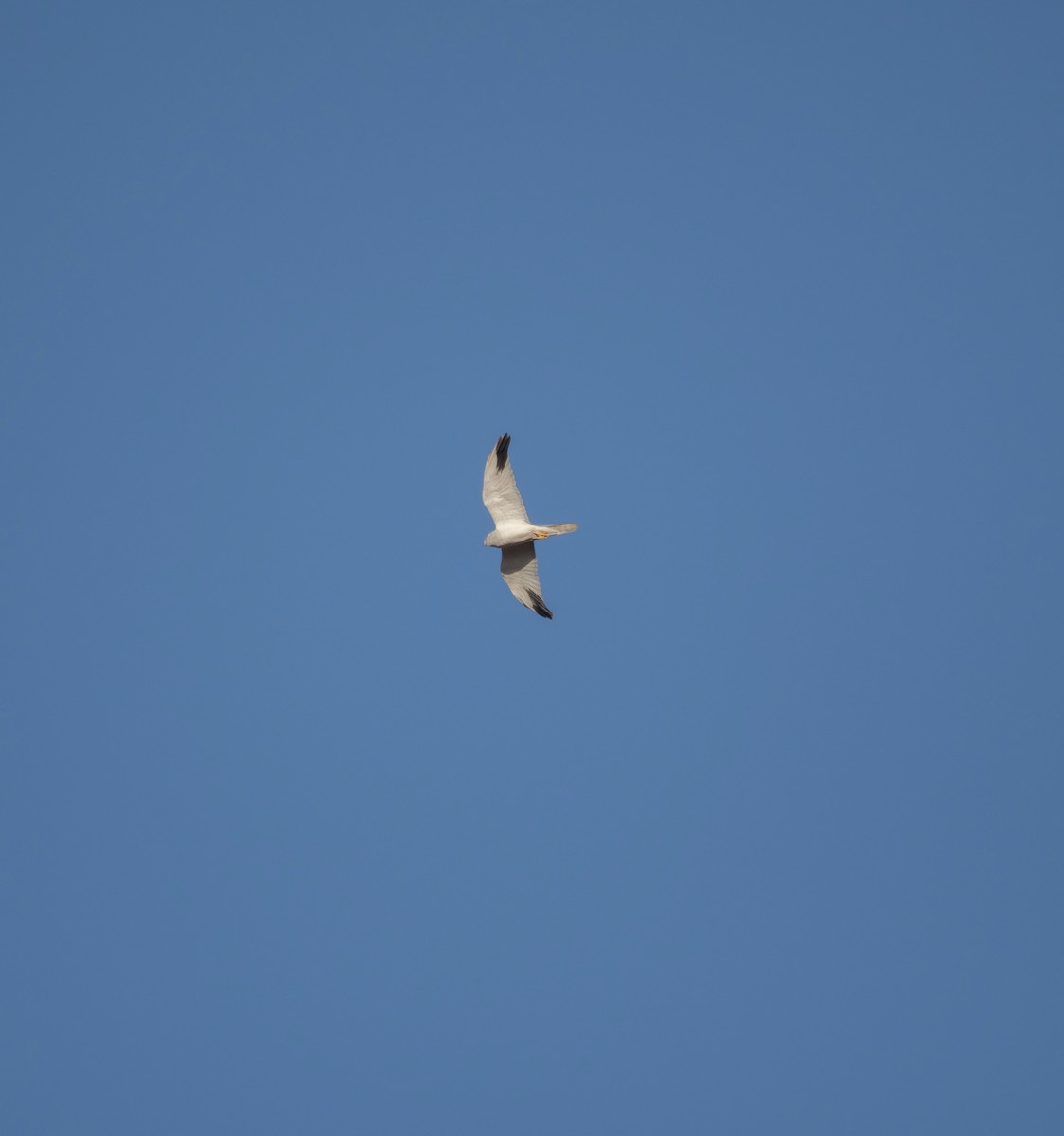 Pallid Harrier - ML636904198