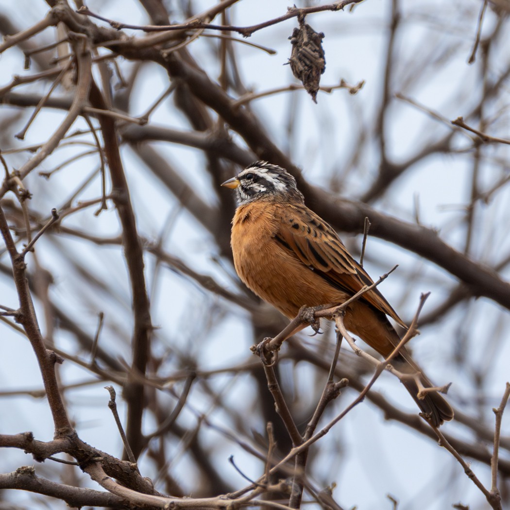 Gosling's Bunting - ML636904220