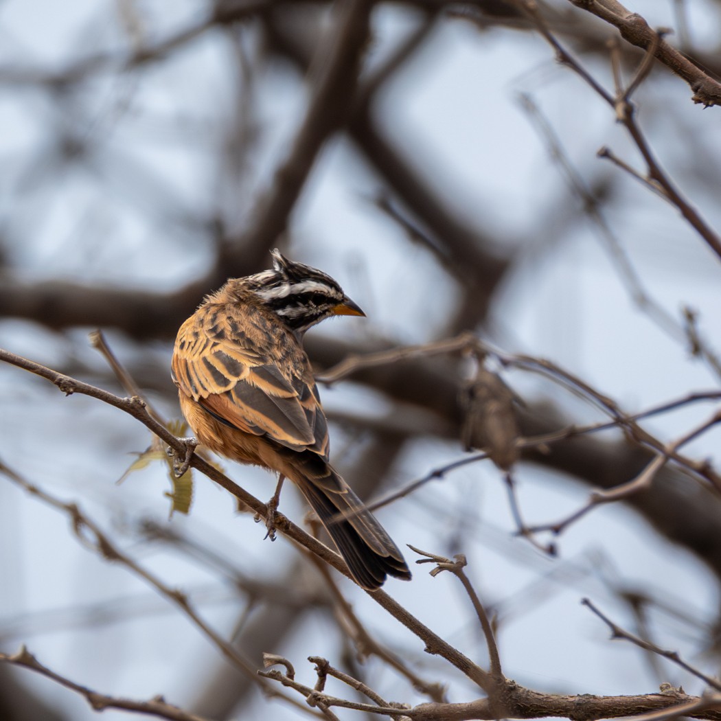 Gosling's Bunting - ML636904221