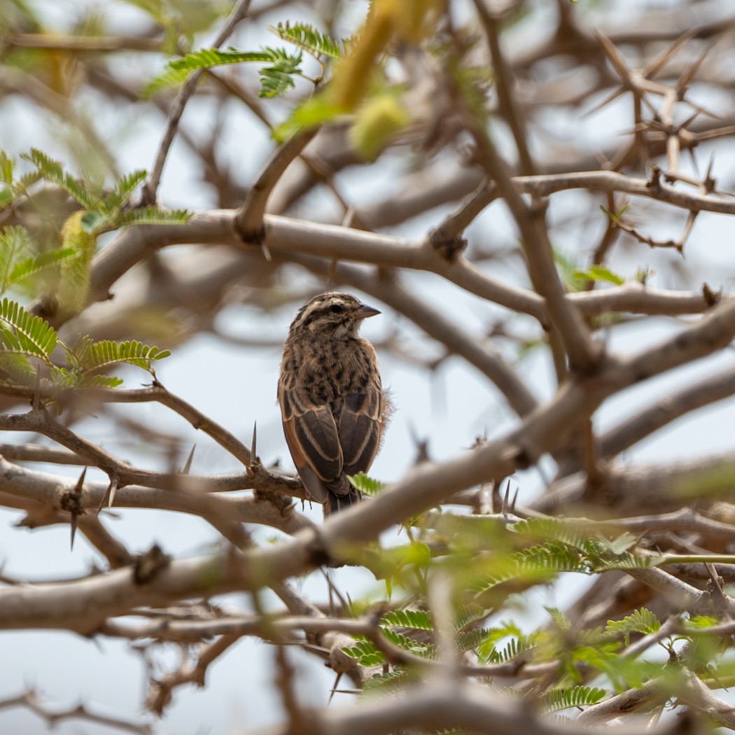 Gosling's Bunting - ML636904222