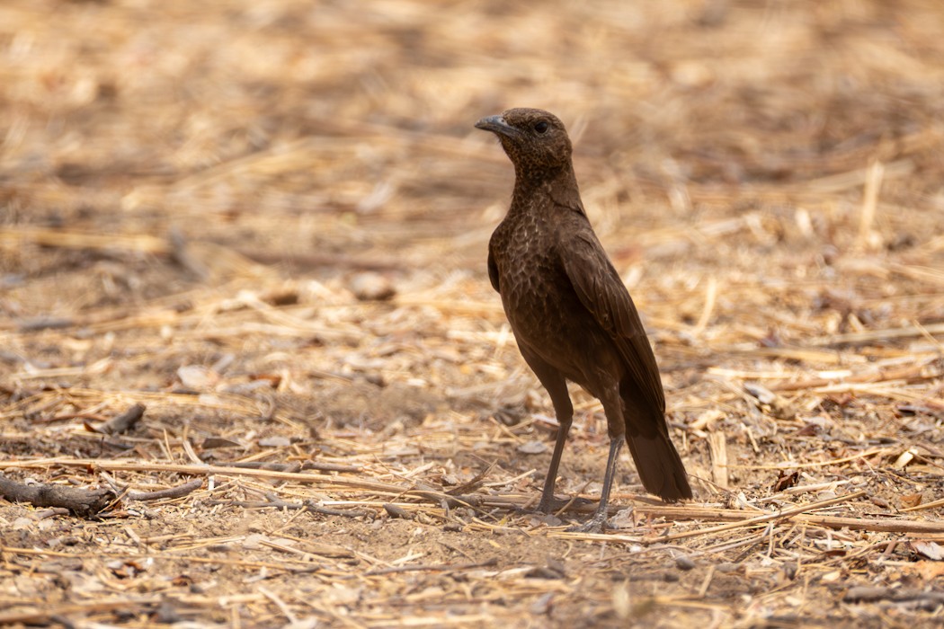 Northern Anteater-Chat - ML636904234
