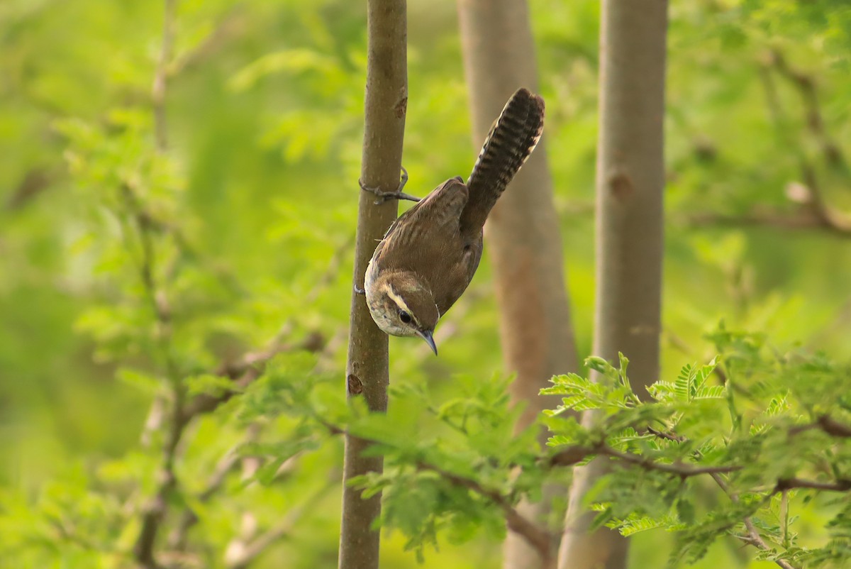 Bewick's Wren - ML636904258