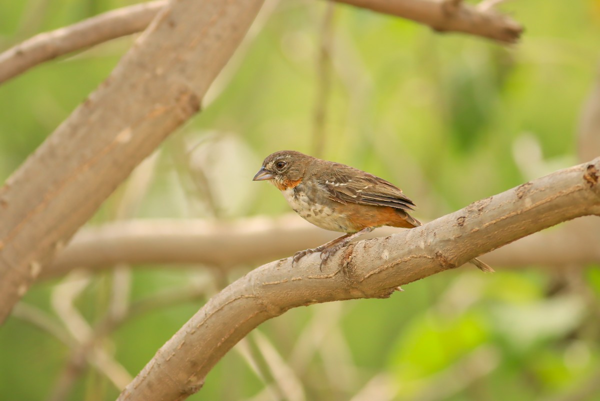 White-throated Towhee - ML636904265