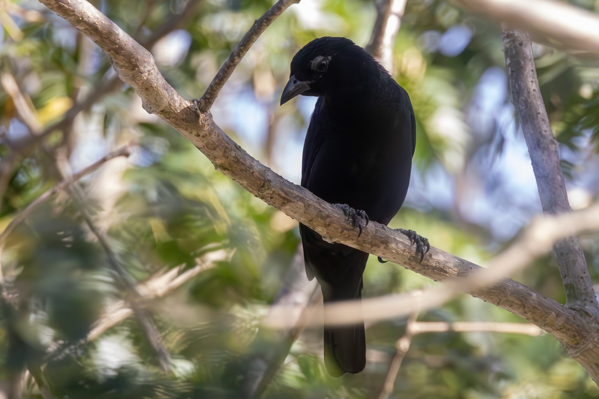 Scarlet-throated Tanager - ML636904349