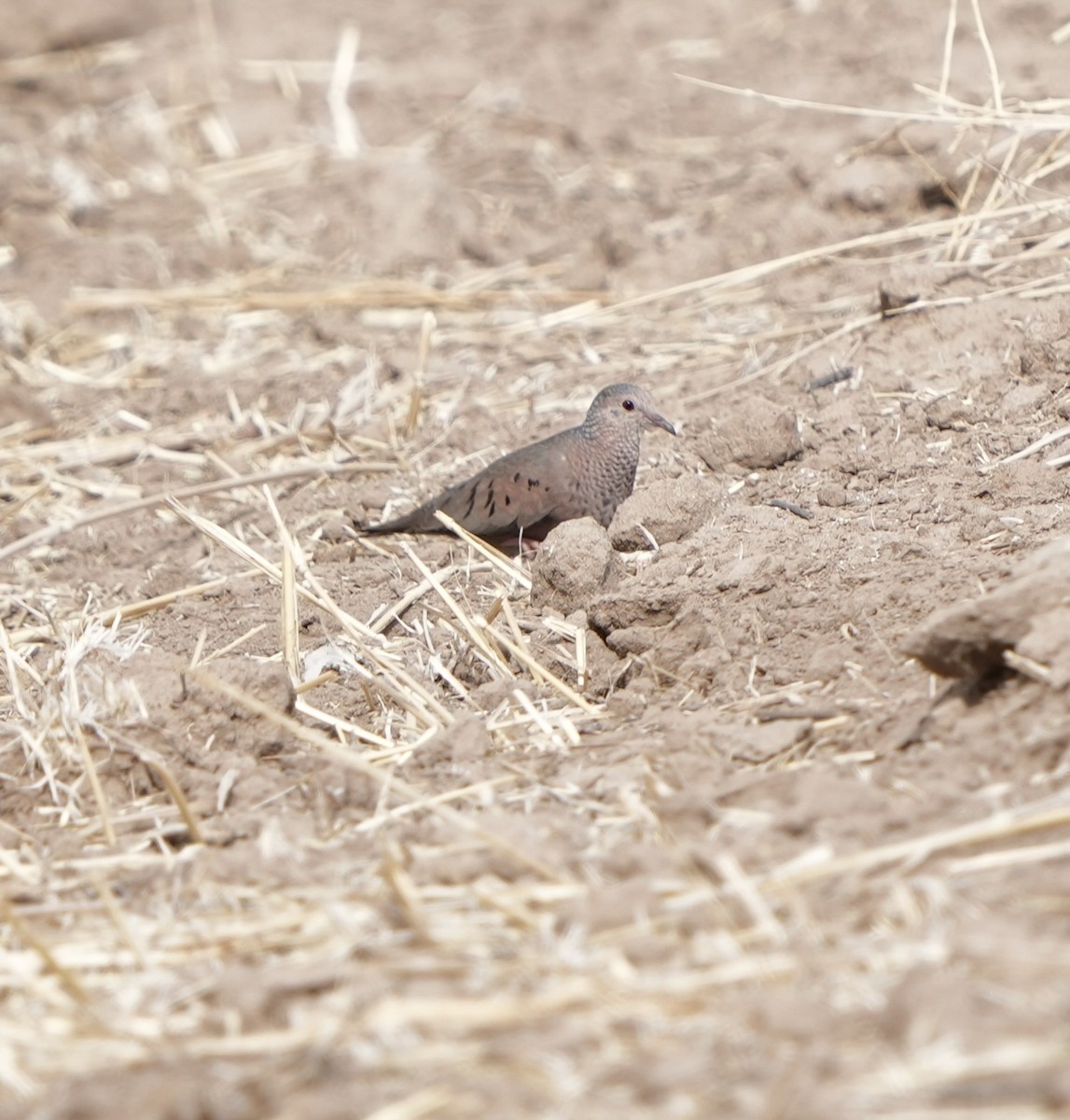 Common Ground Dove - ML636904466