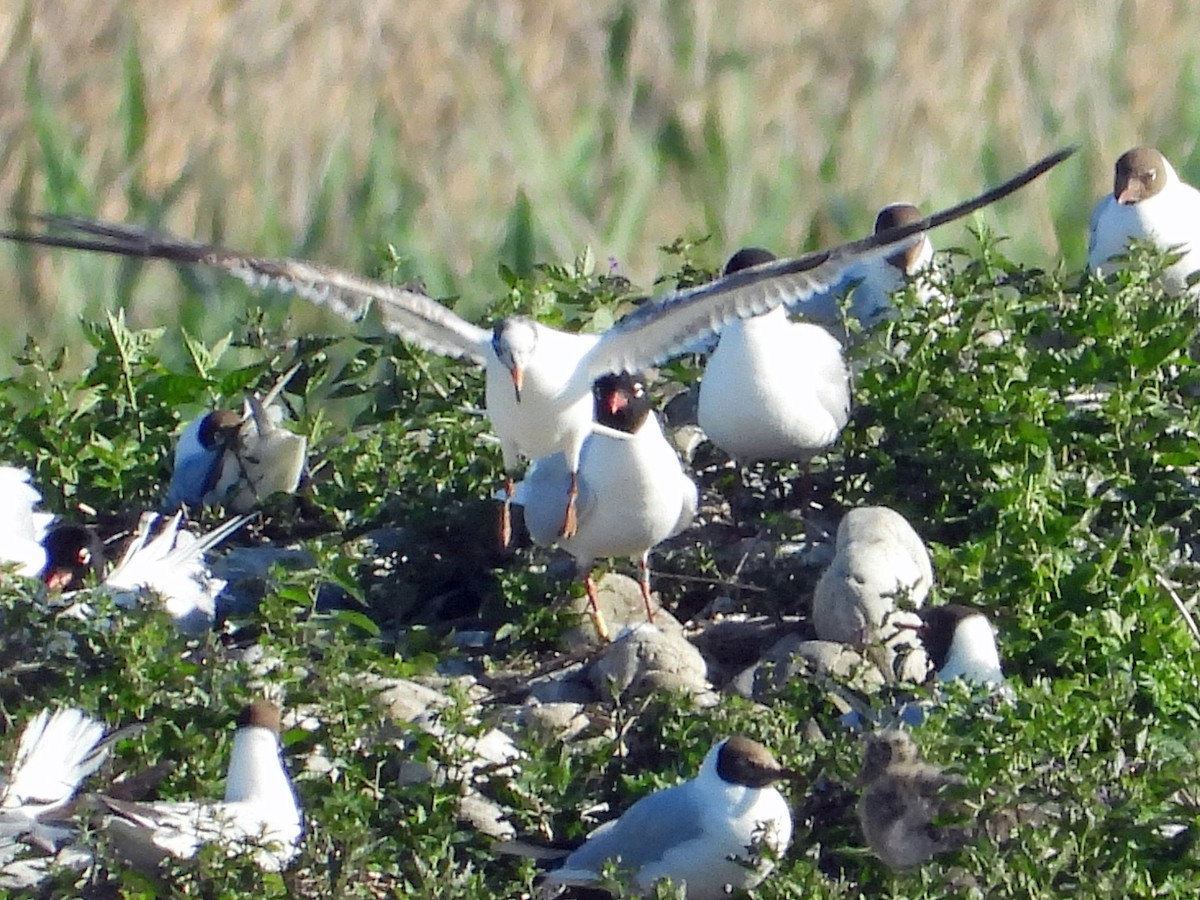 Mediterranean Gull - ML636904495
