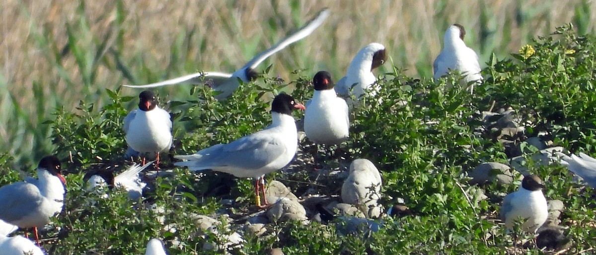 Mediterranean Gull - ML636904496