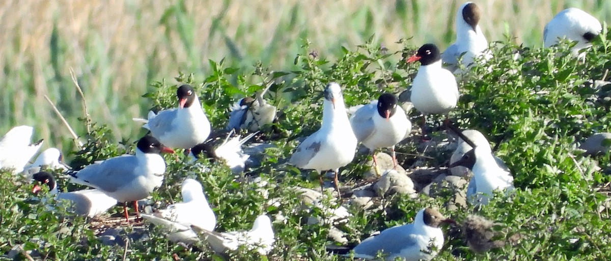 Mediterranean Gull - ML636904497