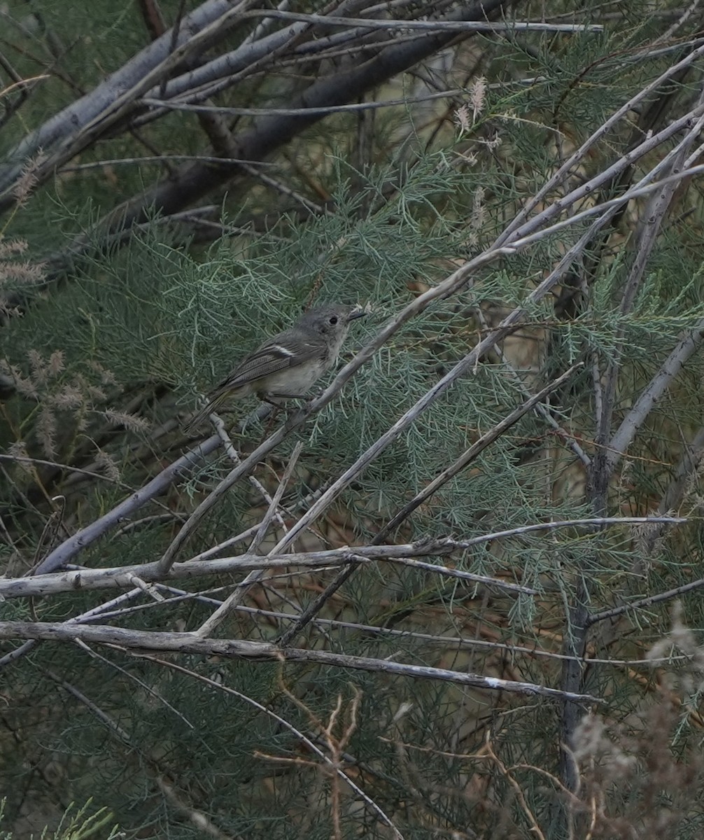 Ruby-crowned Kinglet - ML636904505