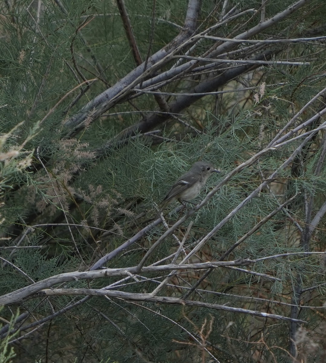 Ruby-crowned Kinglet - ML636904507