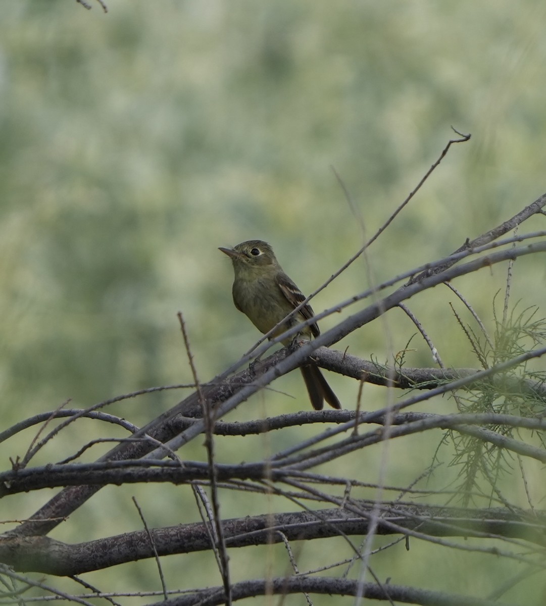 Western Flycatcher - ML636904515