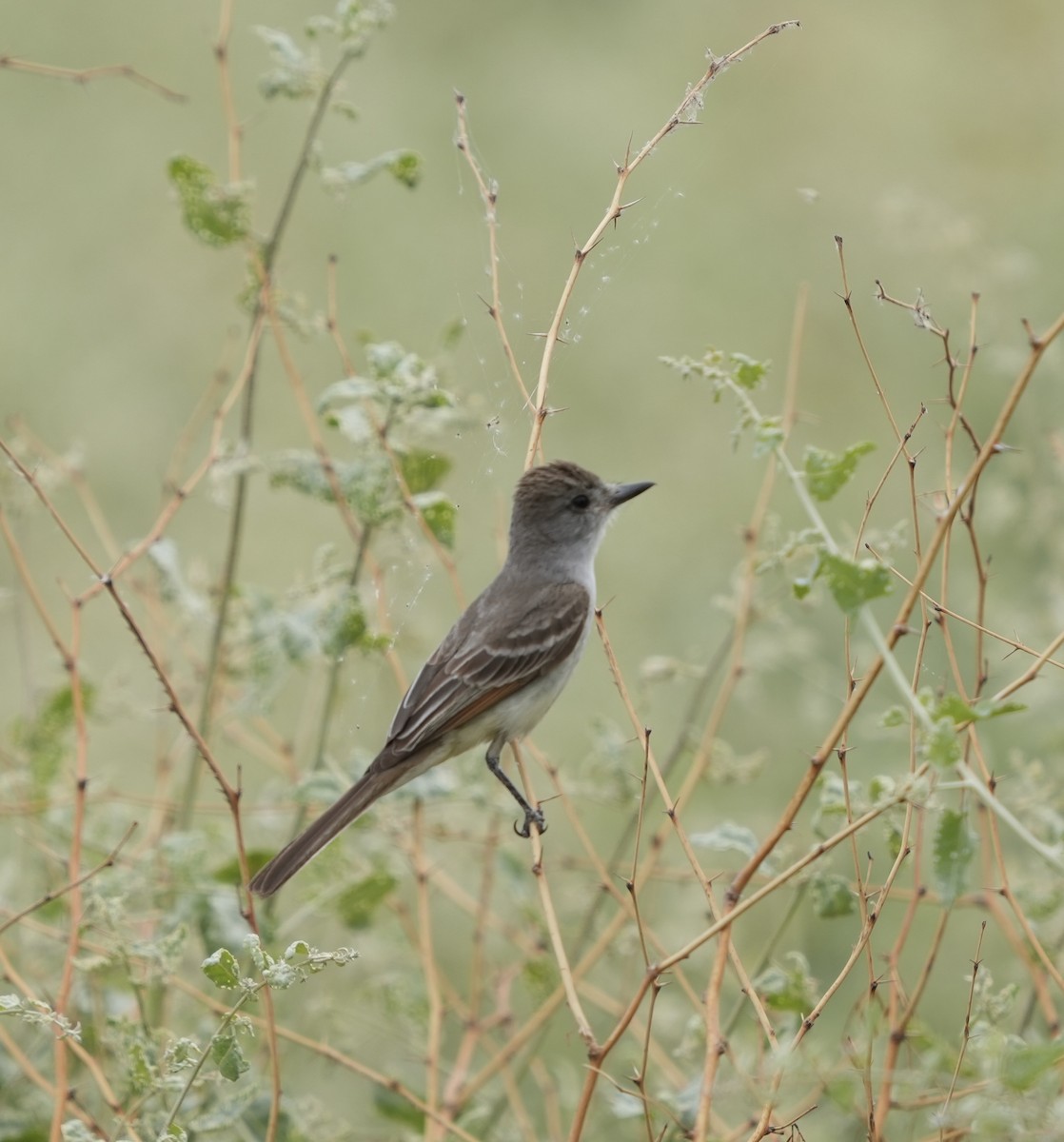 Ash-throated Flycatcher - ML636904539