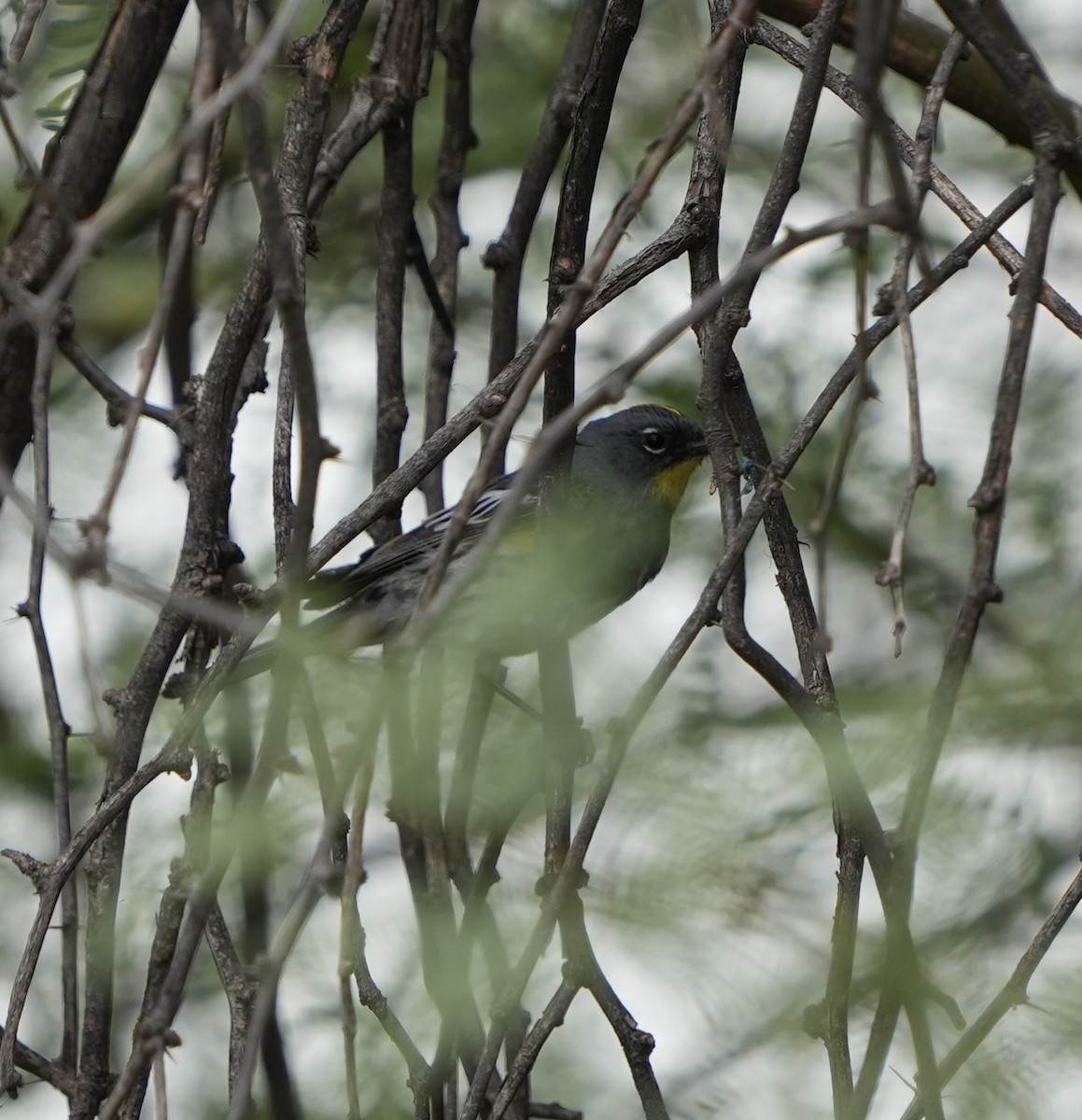Yellow-rumped Warbler - ML636904554