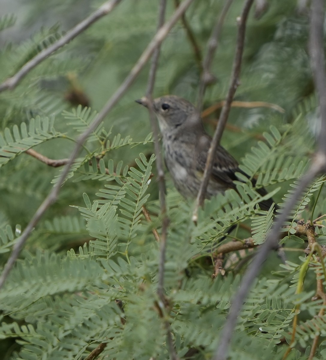 Yellow-rumped Warbler - ML636904564