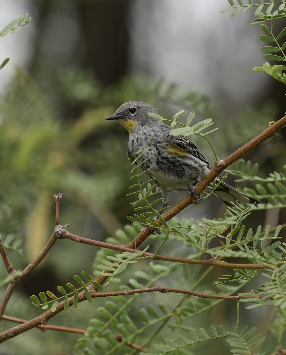 Yellow-rumped Warbler - ML636904580