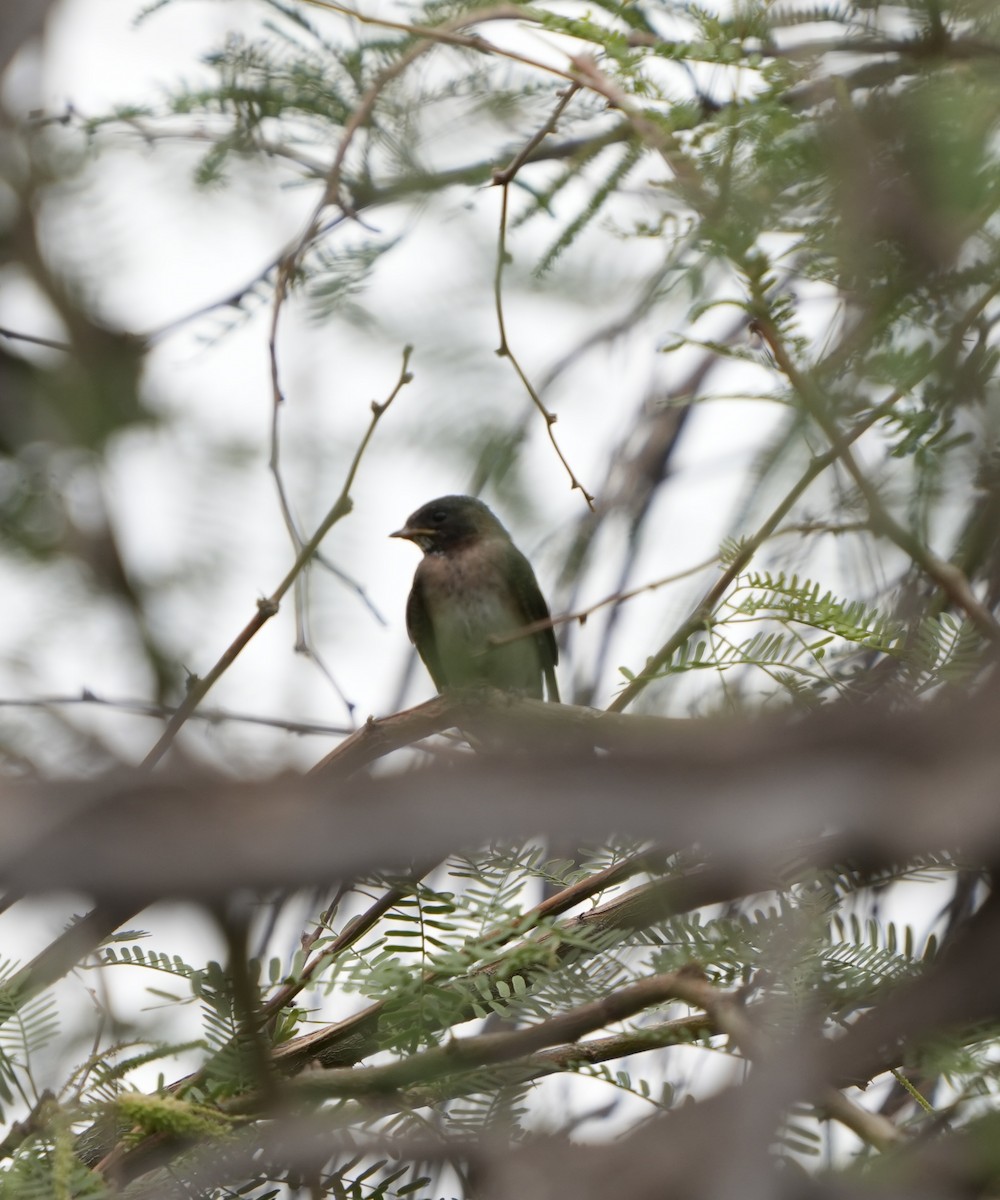 Cliff Swallow - ML636904587