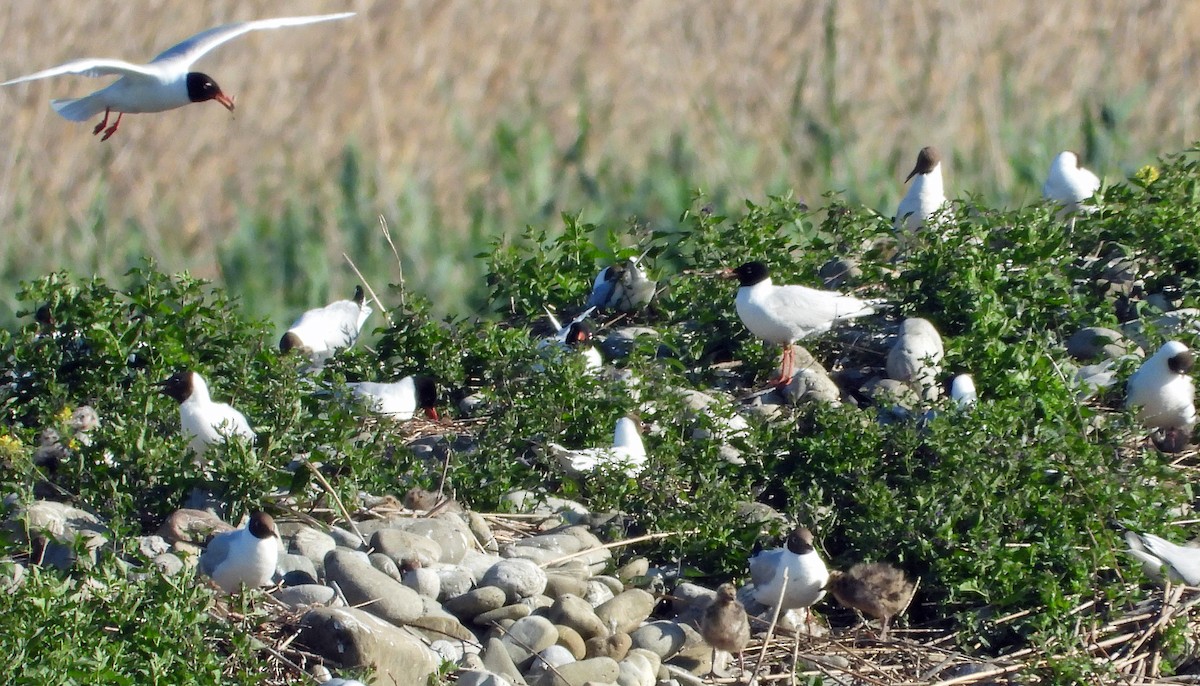 Mediterranean Gull - ML636904588