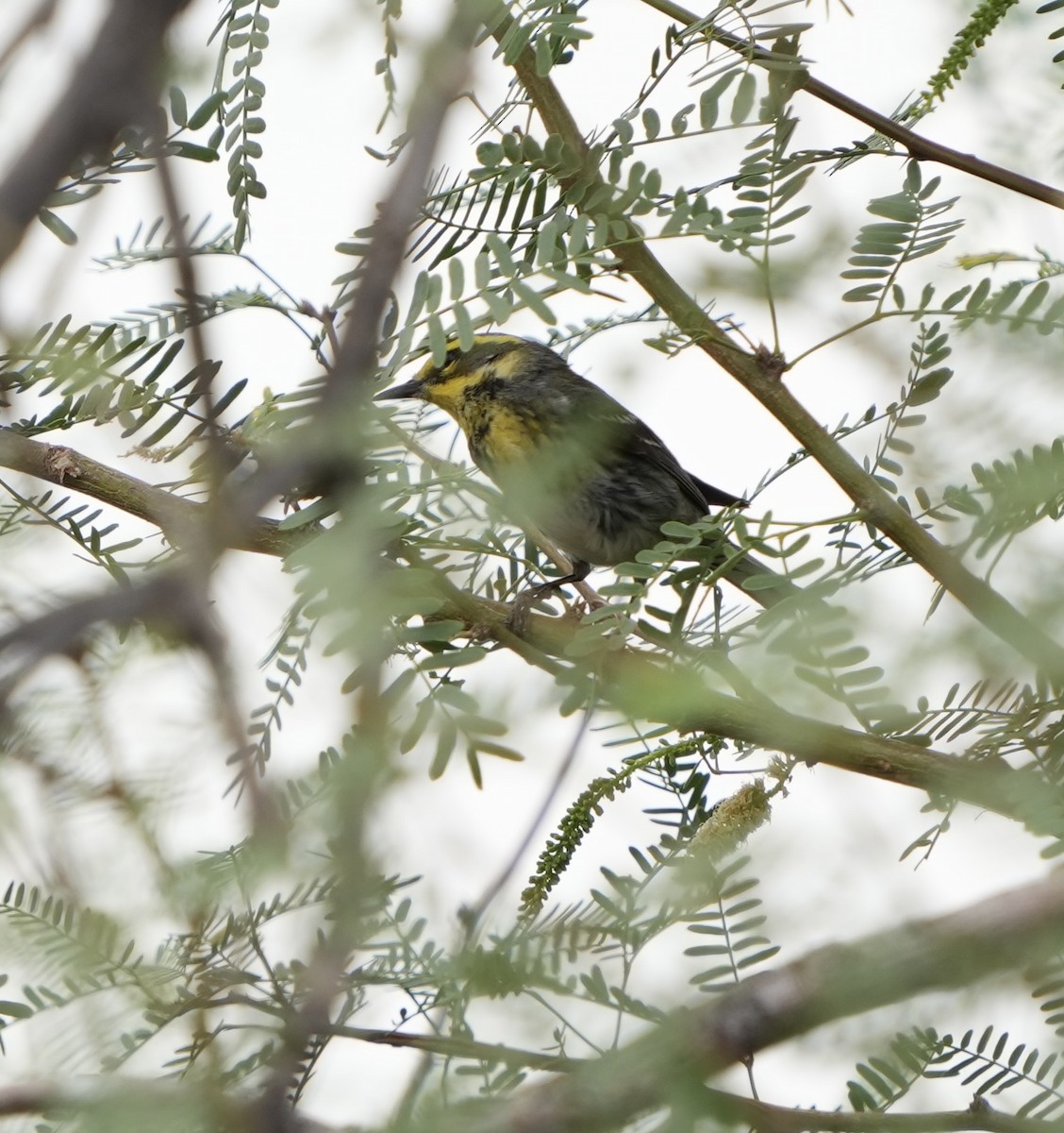 Townsend's Warbler - ML636904600