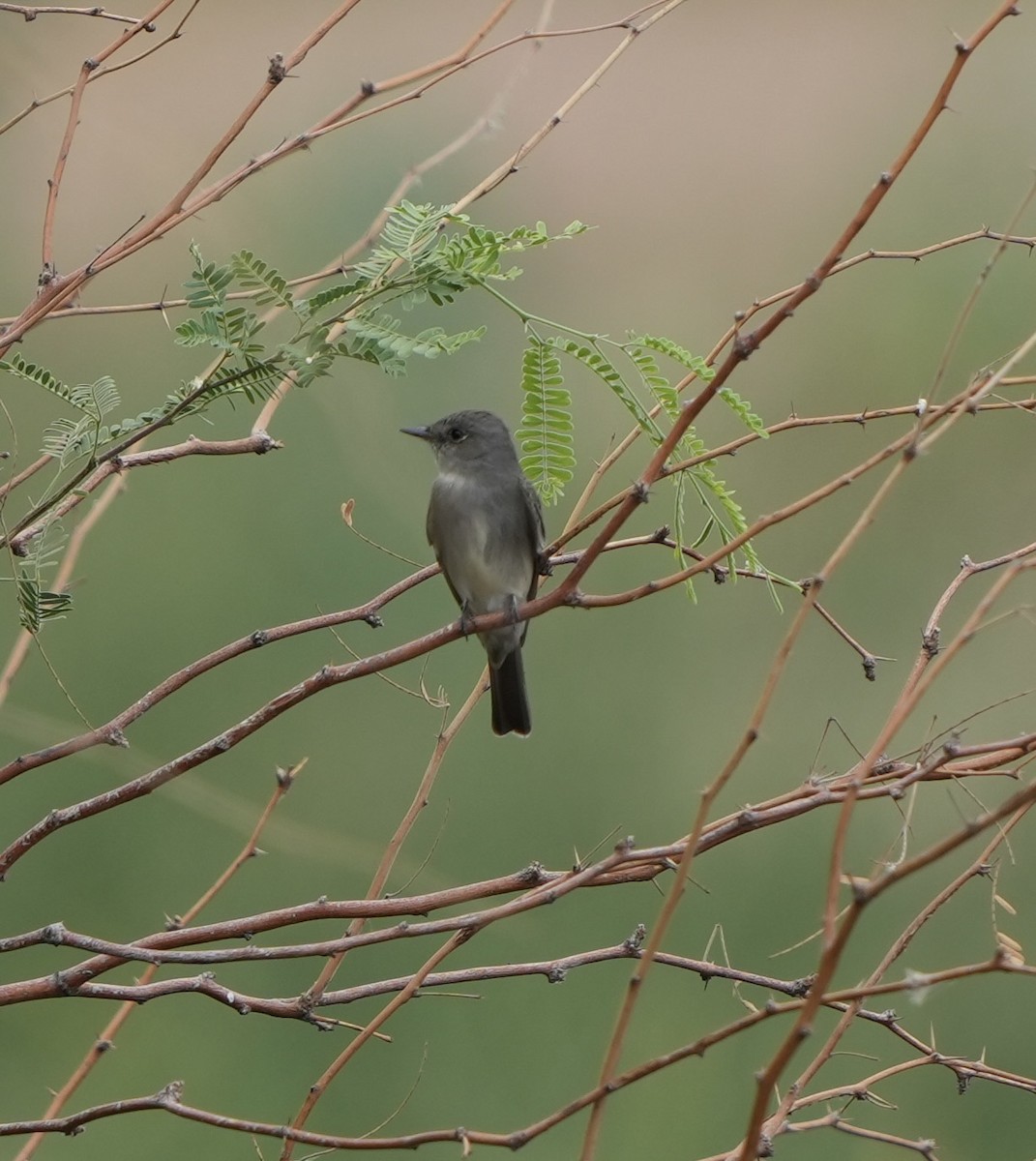 Western Wood-Pewee - ML636904634