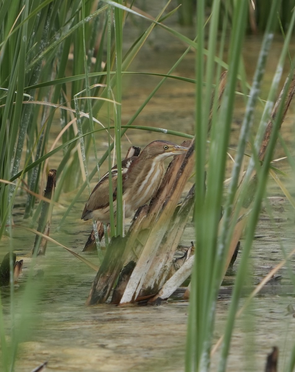Least Bittern - ML636904642