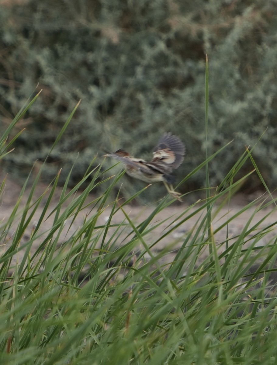 Least Bittern - ML636904652