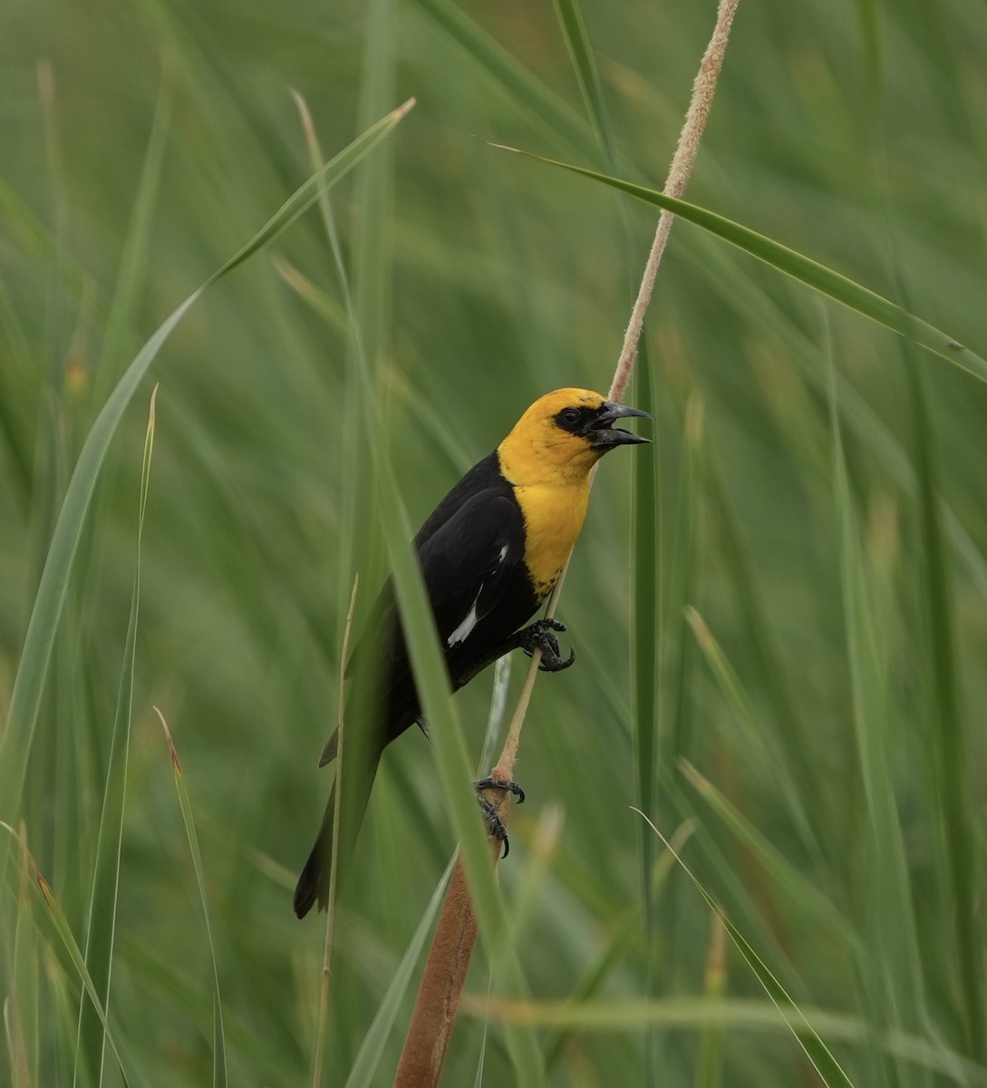 Yellow-headed Blackbird - ML636904699