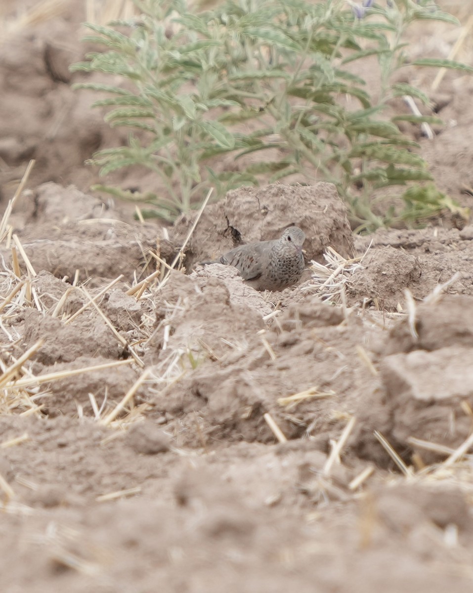 Common Ground Dove - ML636904737