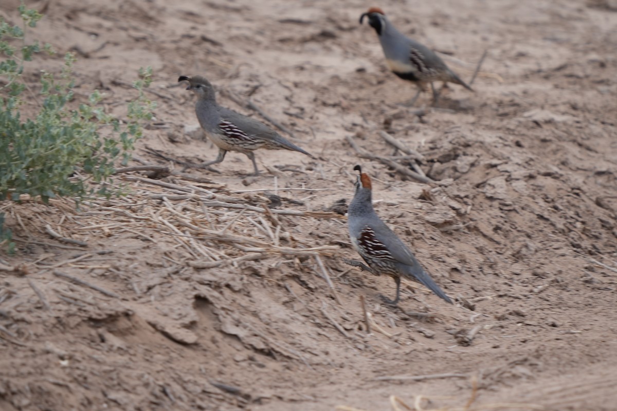 Gambel's Quail - ML636904827