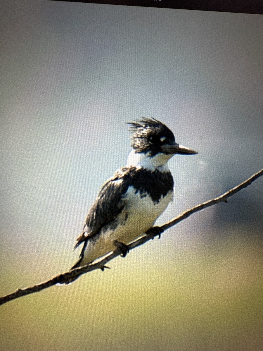 Belted Kingfisher - ML636904854