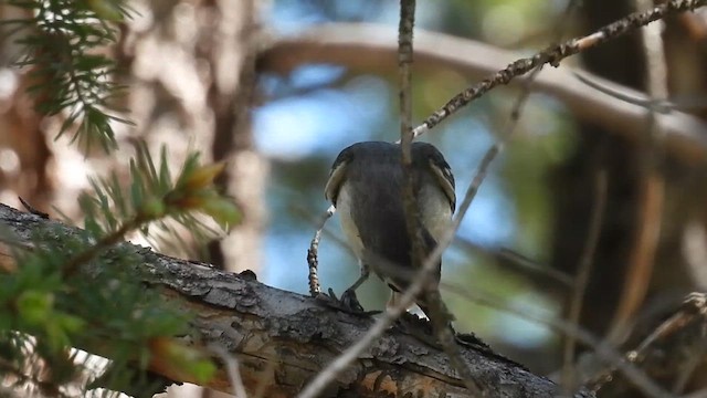 Plumbeous Vireo - ML636904947