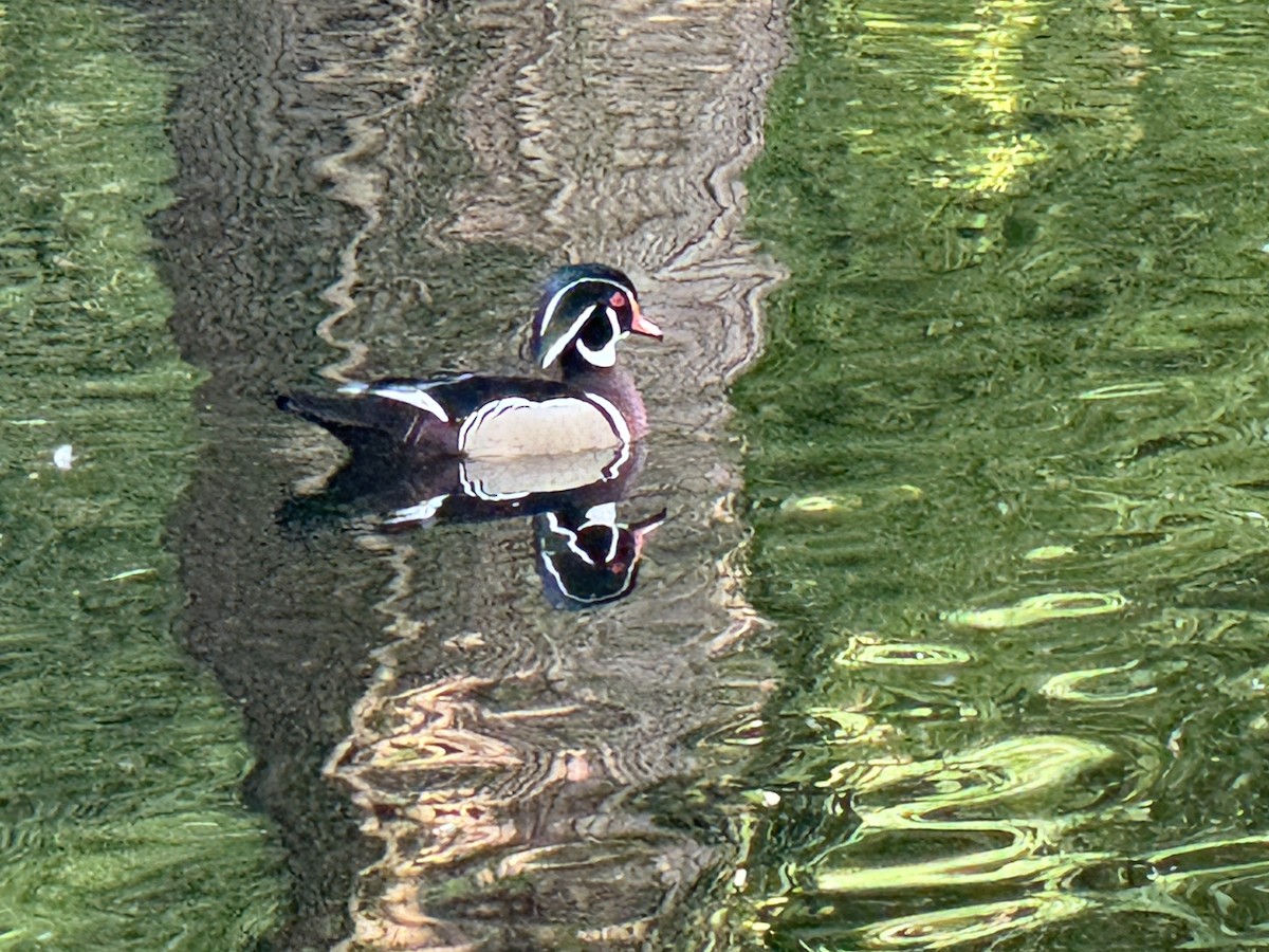 Wood Duck - ML636905127