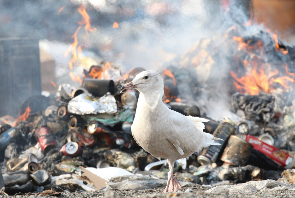 Glaucous Gull - ML63690521