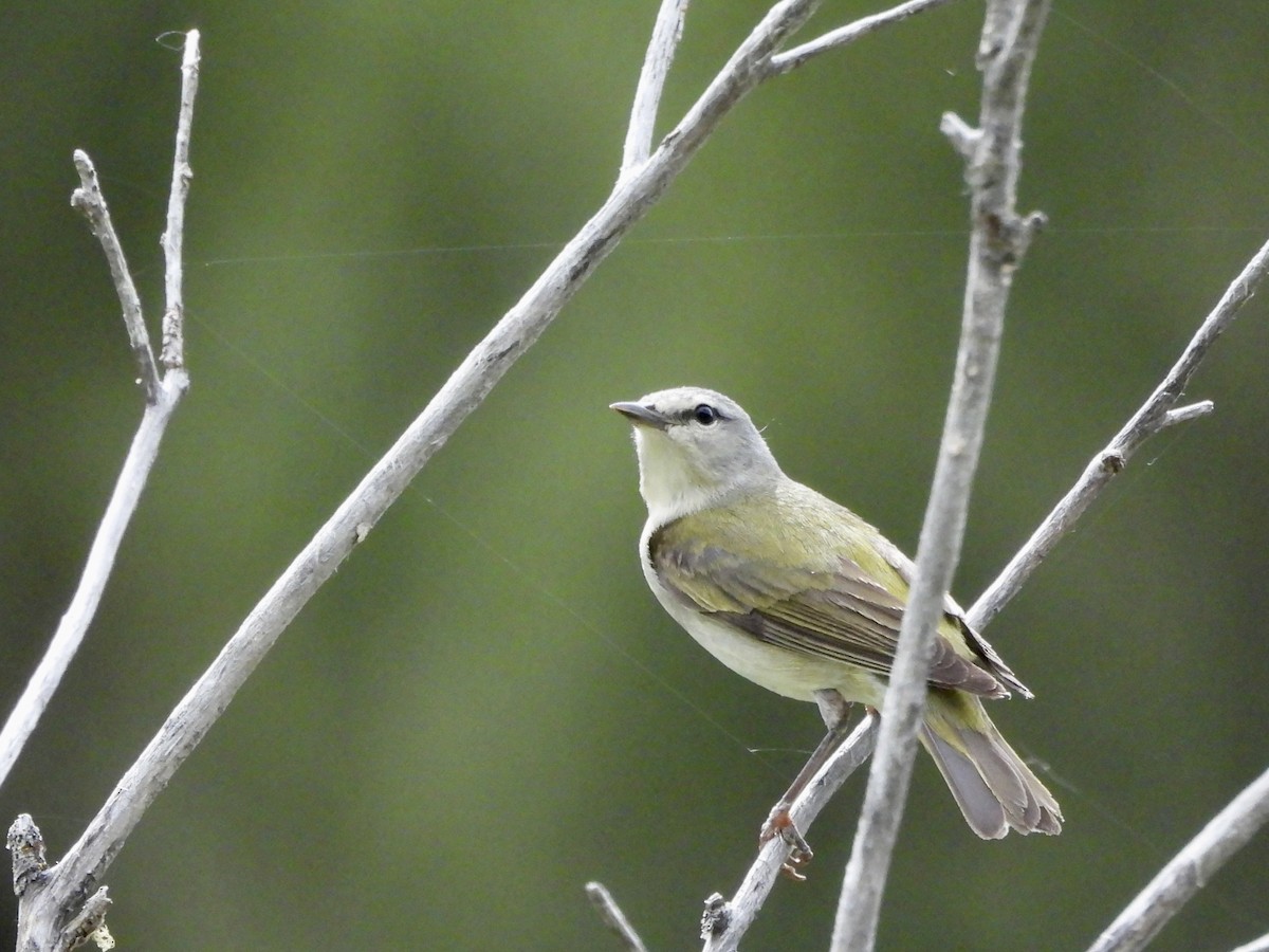 Tennessee Warbler - ML636905220