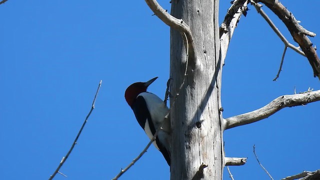Red-headed Woodpecker - ML636905256