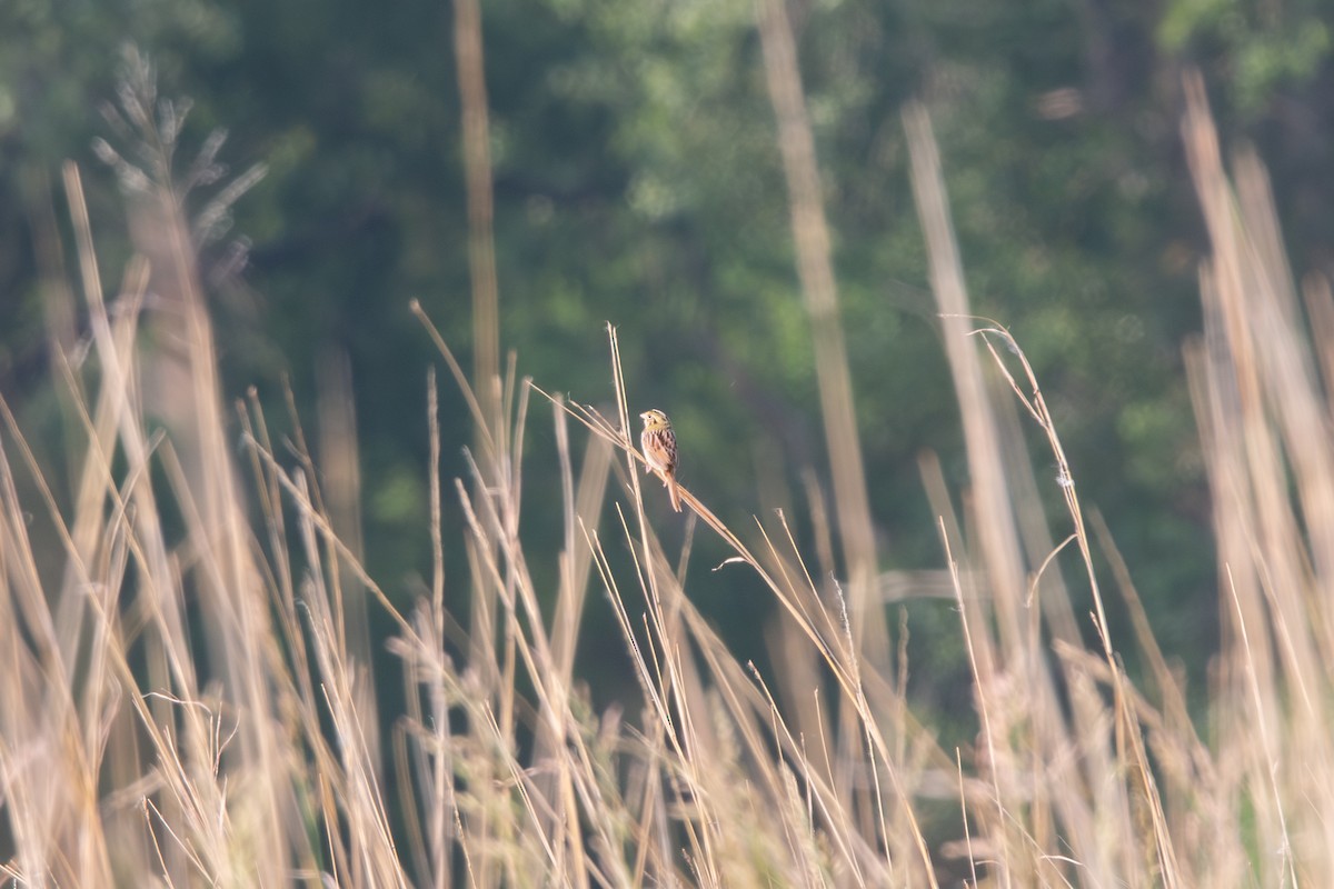Henslow's Sparrow - ML636905275