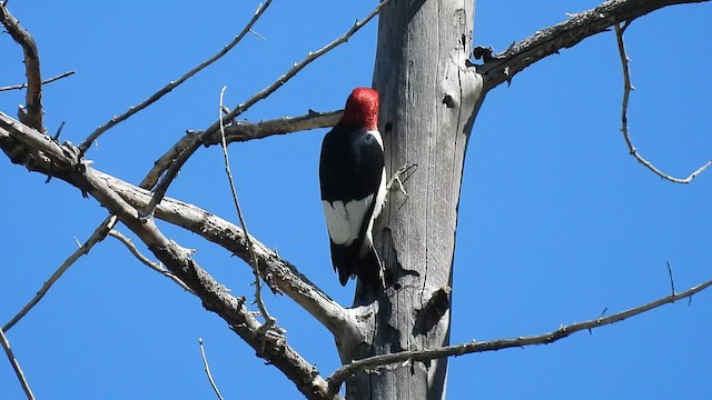 Red-headed Woodpecker - ML636905299