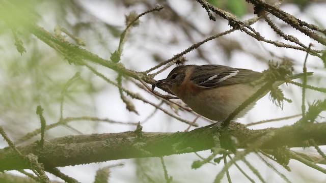 Bay-breasted Warbler - ML636905312