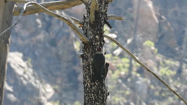 Lewis's Woodpecker - ML636905328