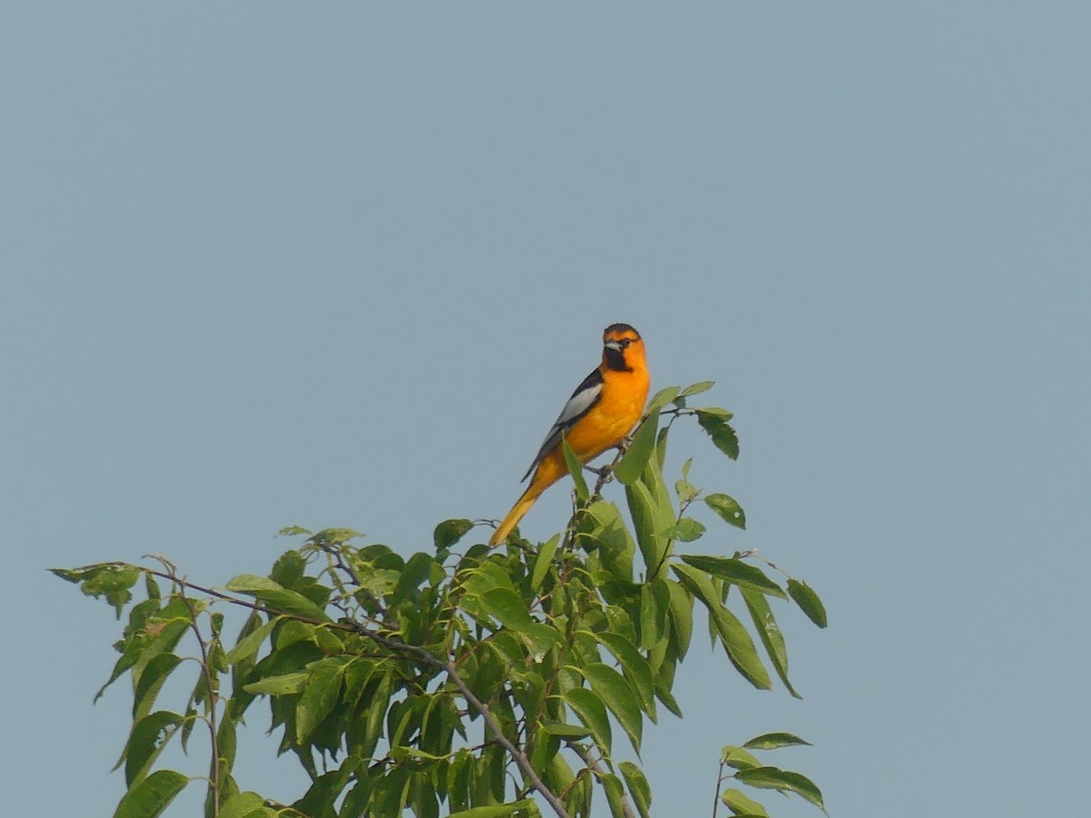 Bullock's Oriole - ML636905345