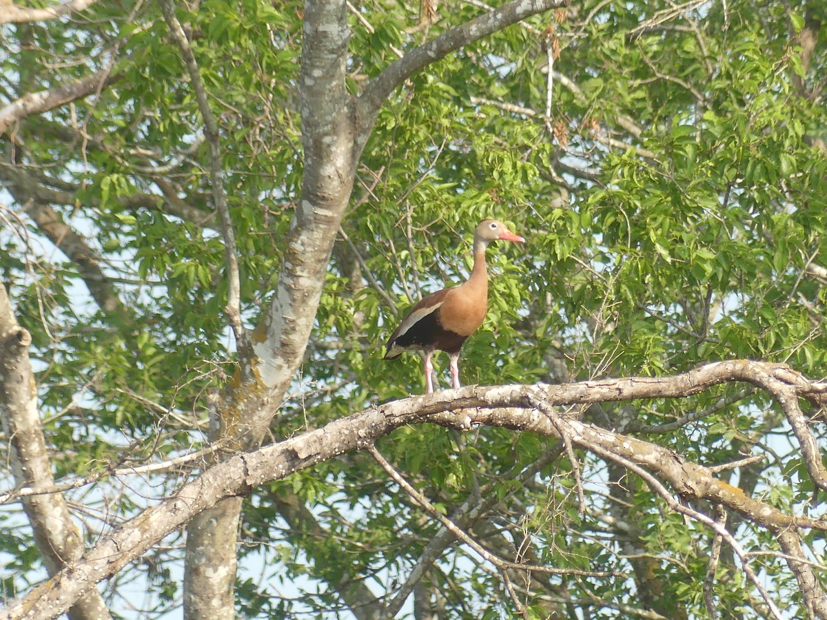 Black-bellied Whistling-Duck - ML636905384