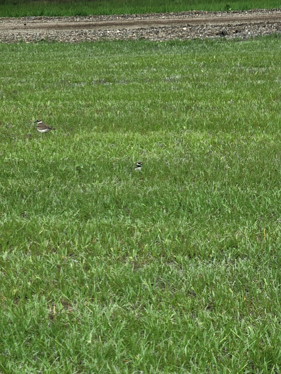 Killdeer - ML636905405