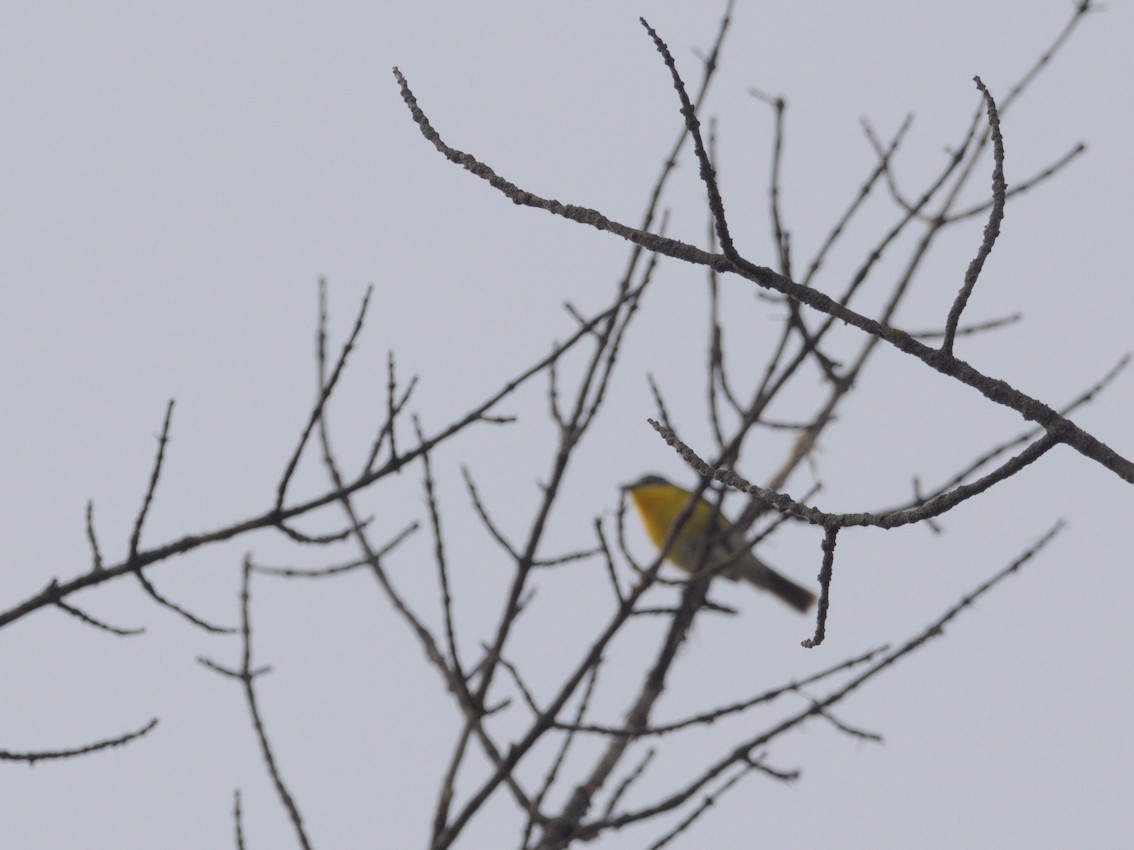 Yellow-breasted Chat - ML636905415