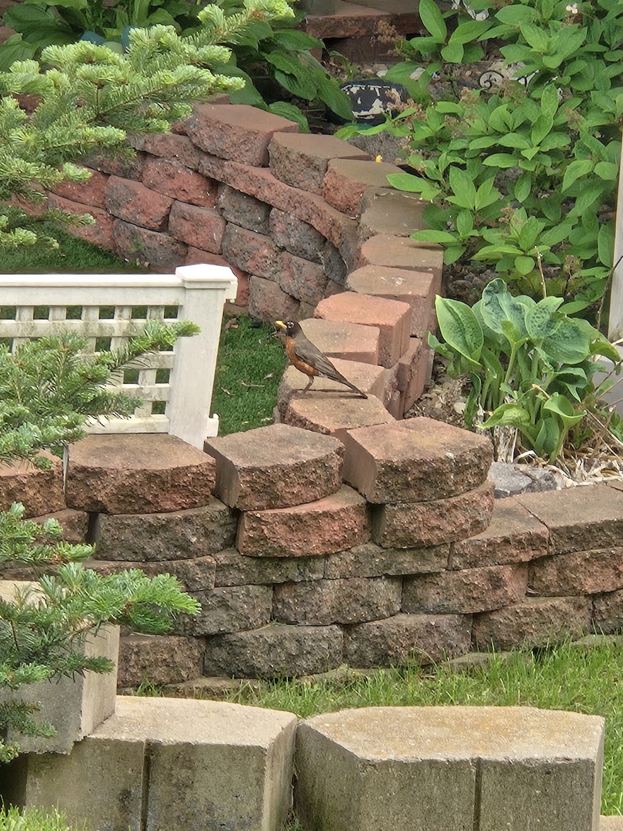 American Robin - ML636905420