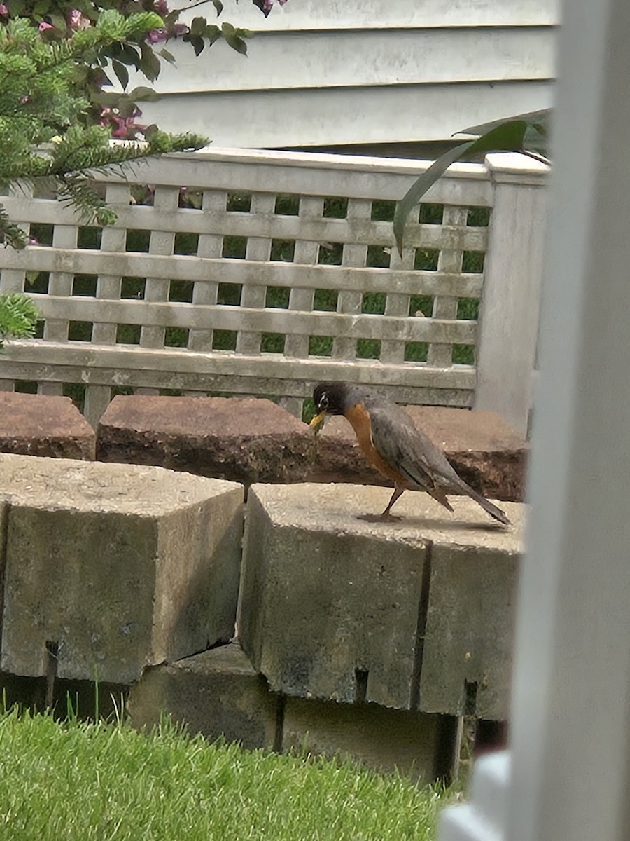 American Robin - ML636905421