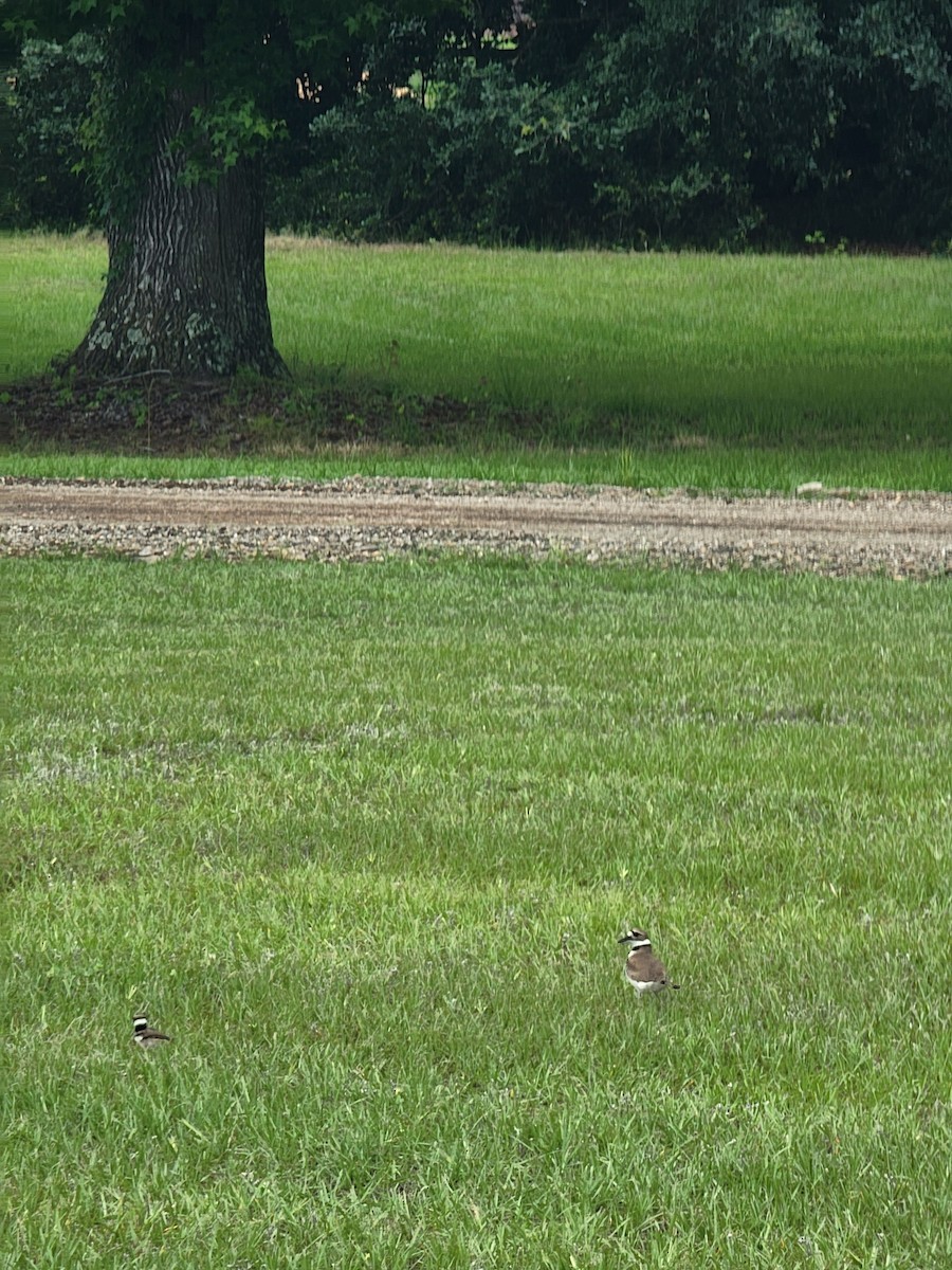 Killdeer - ML636905422
