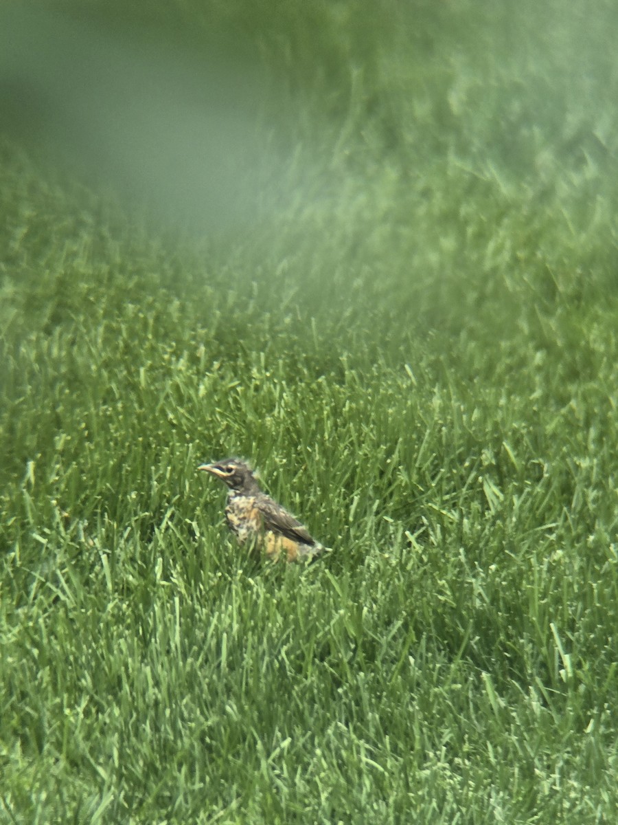 American Robin - ML636905424