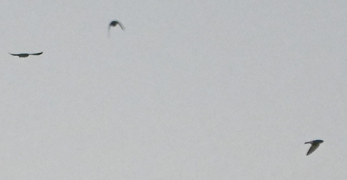 swallow sp. - ML636905445