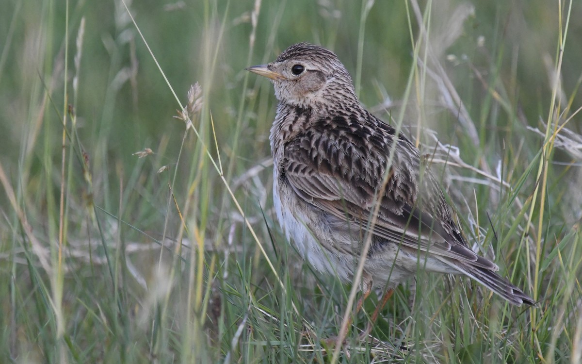 Alouette des champs - ML636905501