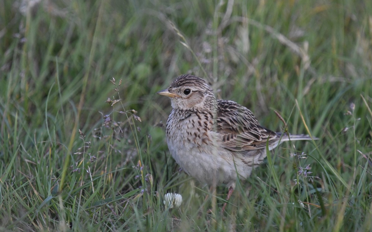 Alouette des champs - ML636905502