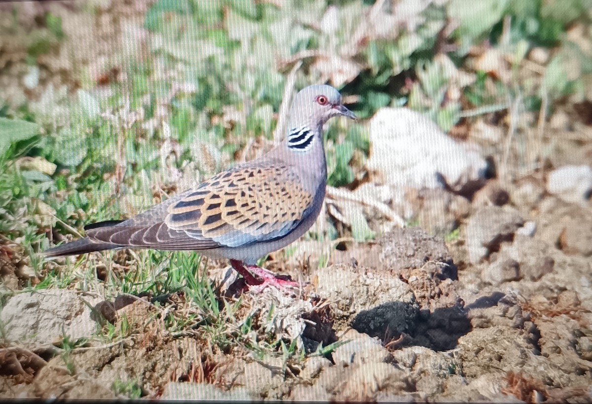 European Turtle-Dove - ML636905506